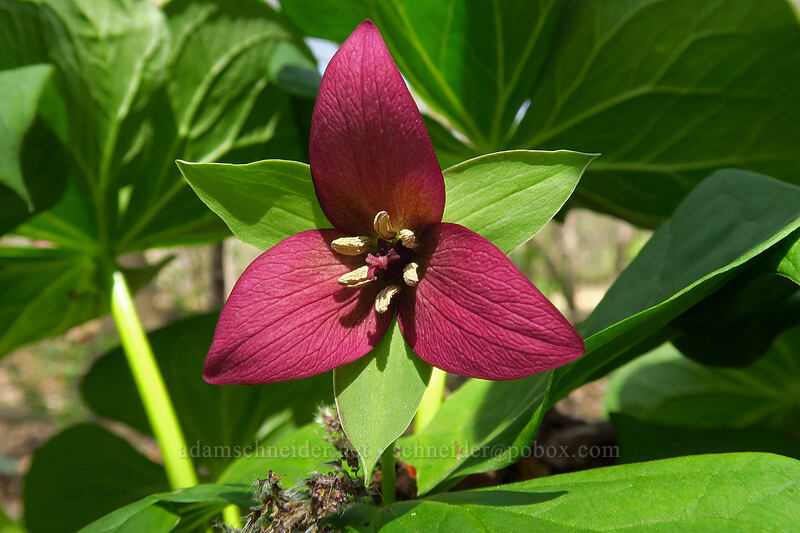 purple trillium (Trillium erectum) [Eloise Butler Wildflower Garden, Minneapolis, Hennepin County, Minnesota]
