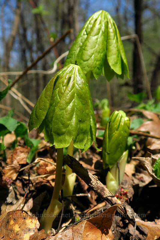 mayapple (Indian-apple) leaves (Podophyllum peltatum) [Eloise Butler Wildflower Garden, Minneapolis, Hennepin County, Minnesota]