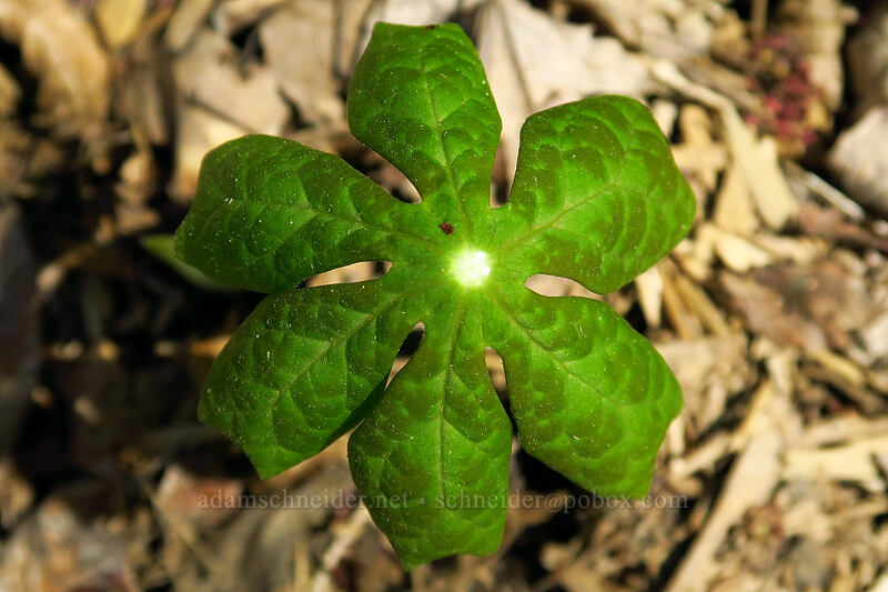 mayapple (Indian-apple) leaves (Podophyllum peltatum) [Eloise Butler Wildflower Garden, Minneapolis, Hennepin County, Minnesota]