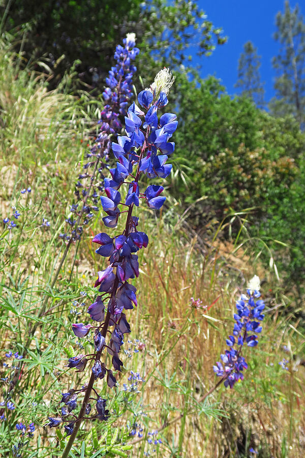 spider lupine (Lupinus benthamii) [Bucks Bar Road, El Dorado County, California]