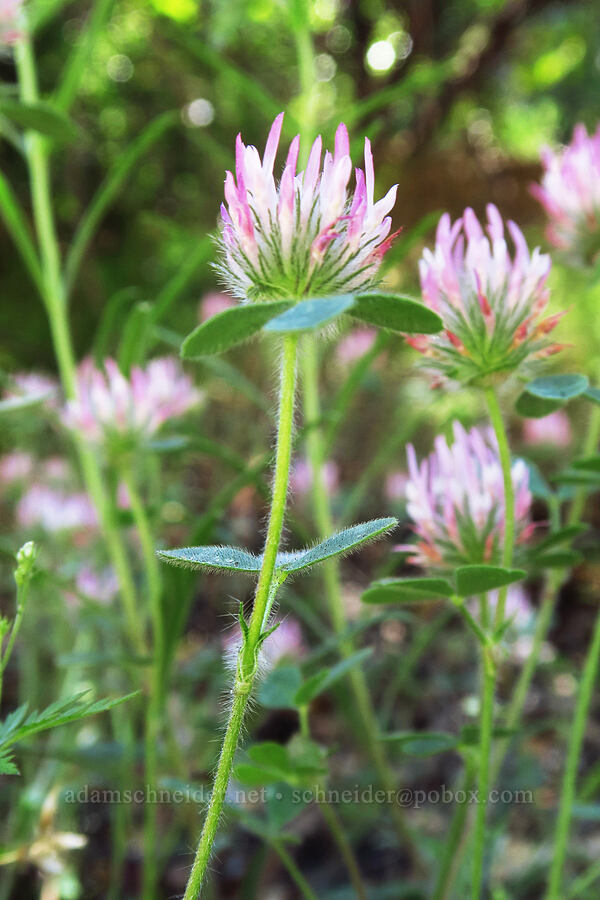 rose clover (Trifolium hirtum) [Bucks Bar Road, El Dorado County, California]