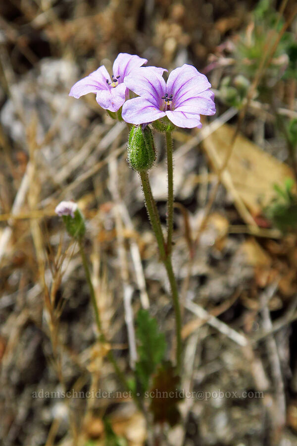 broad-leaf filaree (Erodium botrys) [Bucks Bar Road, El Dorado County, California]