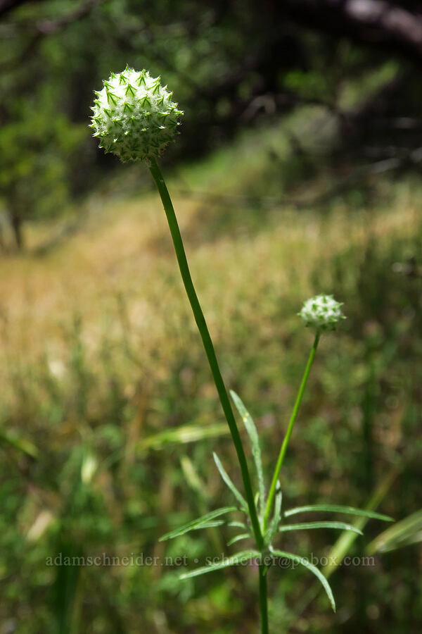 blue-head gilia, budding (Gilia capitata) [Bucks Bar Road, El Dorado County, California]