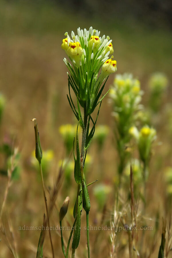 thin-lobed owl's-clover (Castilleja lineariloba (Orthocarpus linearilobus)) [Bucks Bar Road, El Dorado County, California]