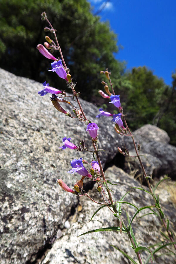 mountain blue penstemon (Penstemon laetus) [Cosumnes River Gorge, El Dorado County, California]