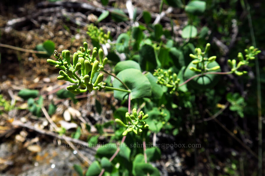chaparral honeysuckle, budding (Lonicera interrupta) [Cosumnes River Gorge, El Dorado County, California]