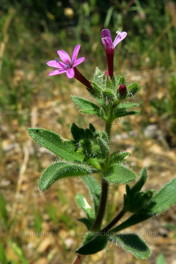purple false-gilia (Allophyllum divaricatum) [Cosumnes River Gorge, El Dorado County, California]