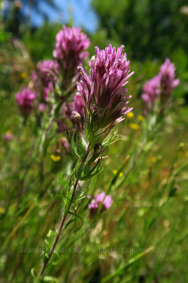 purple owl's-clover (Castilleja exserta var. exserta (Orthocarpus exsertus)) [Cosumnes River Gorge, El Dorado County, California]
