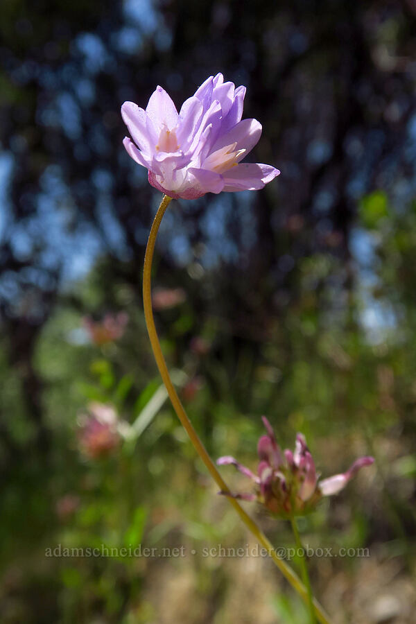 blue dicks (Dipterostemon capitatus (Dichelostemma capitatum)) [Cosumnes River Gorge, El Dorado County, California]