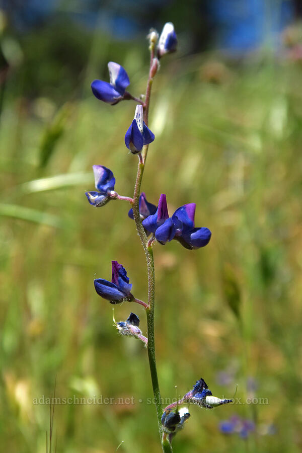 bi-colored lupine (Lupinus bicolor) [Cosumnes River Gorge, El Dorado County, California]