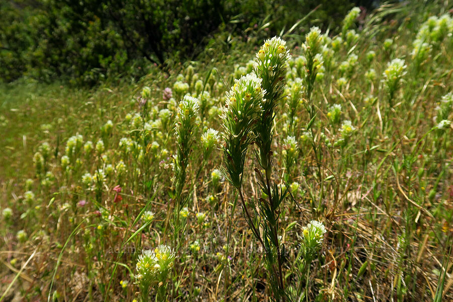 thin-lobed owl's-clover (Castilleja lineariloba (Orthocarpus linearilobus)) [Cosumnes River Gorge, El Dorado County, California]