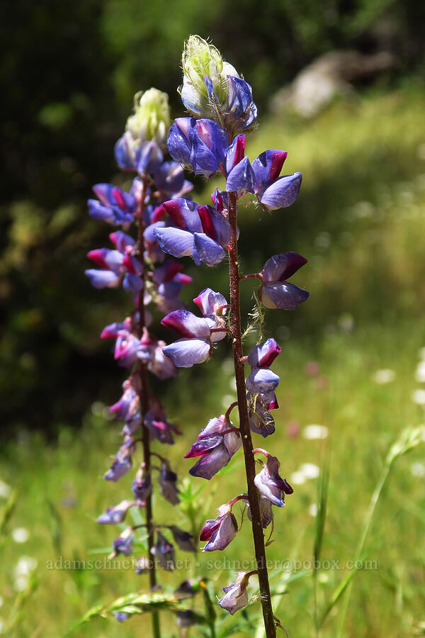 spider lupine (Lupinus benthamii) [Cosumnes River Gorge, El Dorado County, California]