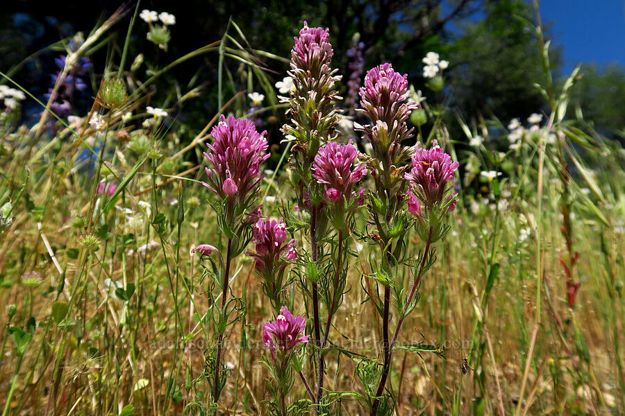 purple owl's-clover (Castilleja exserta var. exserta (Orthocarpus exsertus)) [Cosumnes River Gorge, El Dorado County, California]