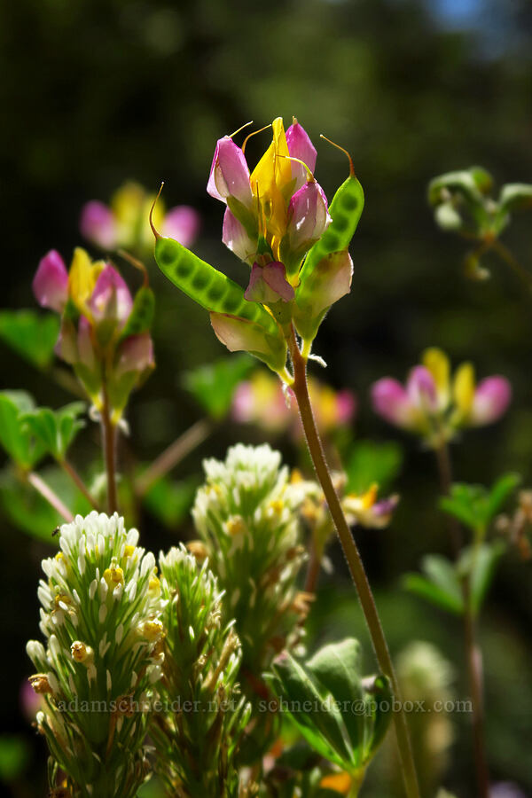 harlequin lupine & thin-lobed owl's-clover (Lupinus stiversii, Castilleja lineariloba (Orthocarpus linearilobus)) [Cosumnes River Gorge, El Dorado County, California]