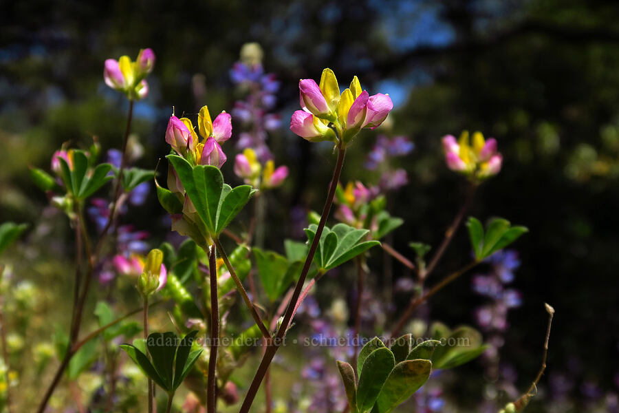 harlequin lupine (Lupinus stiversii) [Cosumnes River Gorge, El Dorado County, California]