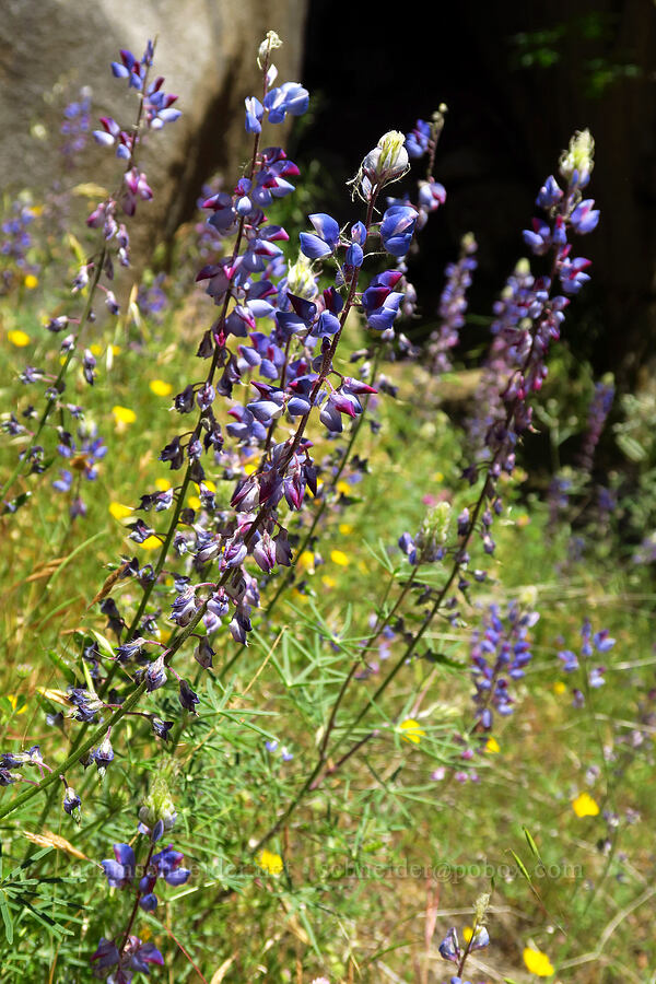spider lupines (Lupinus benthamii) [Cosumnes River Gorge, El Dorado County, California]