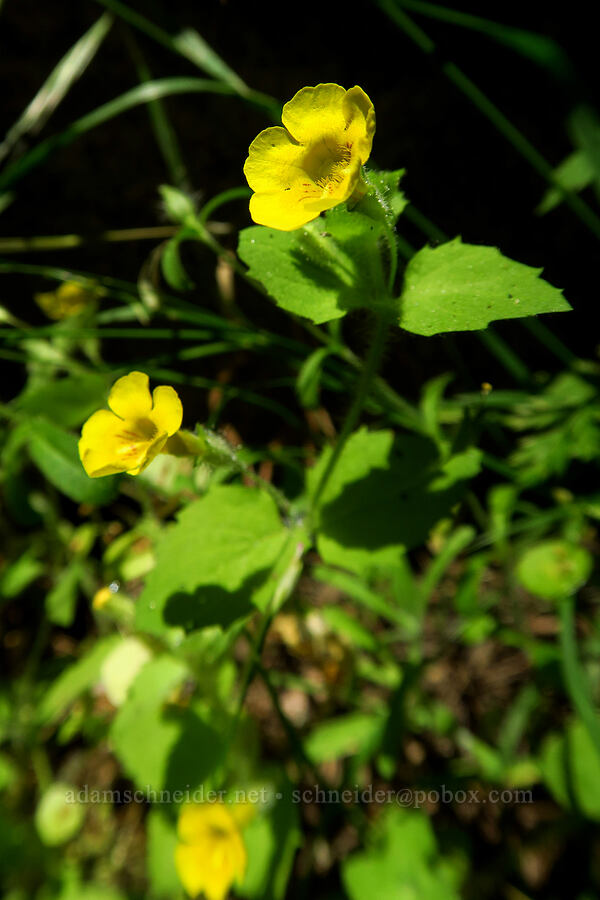 musk monkeyflower (Erythranthe moschata (Mimulus moschatus)) [Cosumnes River Gorge, El Dorado County, California]