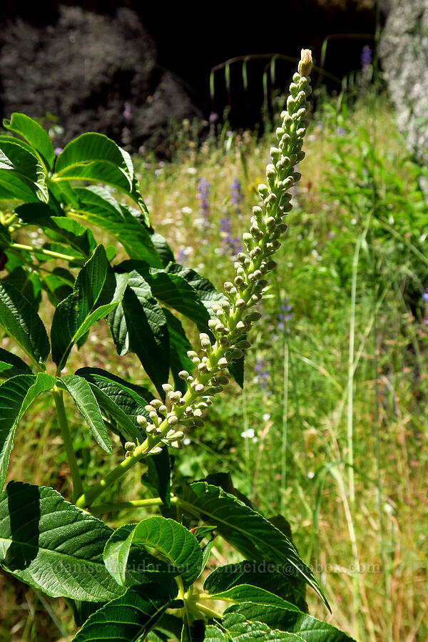 California buckeye, budding (Aesculus californica) [Cosumnes River Gorge, El Dorado County, California]