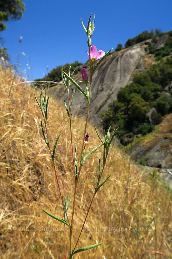 wine-cup clarkia (Clarkia purpurea) [Cosumnes River Gorge, El Dorado County, California]