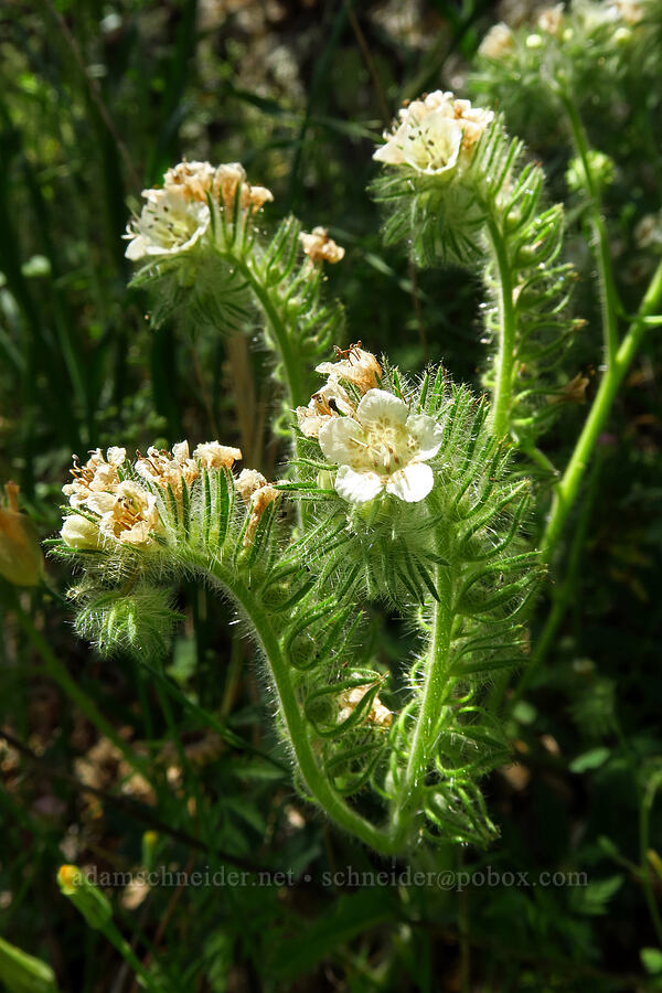caterpillar phacelia (Phacelia cicutaria) [Cosumnes River Gorge, El Dorado County, California]