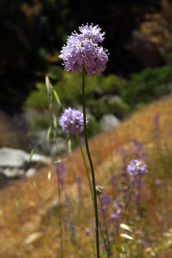 blue-head gilia (Gilia capitata) [Cosumnes River Gorge, El Dorado County, California]