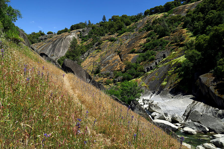 wildflowers & the Cosumnes River [Cosumnes River Gorge, El Dorado County, California]