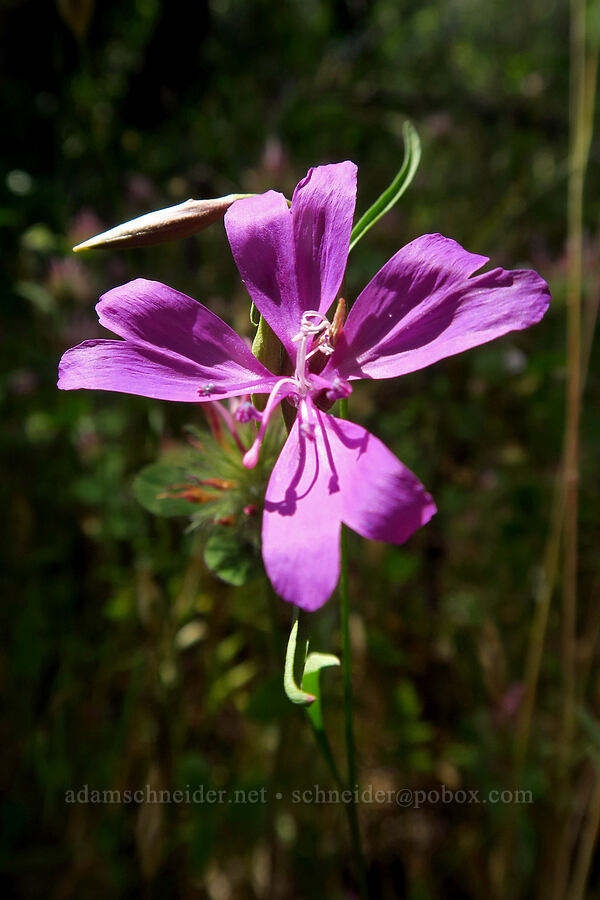 two-lobe clarkia (Clarkia biloba) [Cosumnes River Gorge, El Dorado County, California]