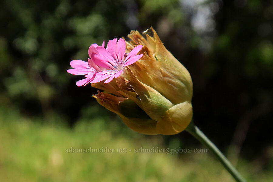 hairy pink (windmill pink) (Petrorhagia dubia) [Cosumnes River Gorge, El Dorado County, California]