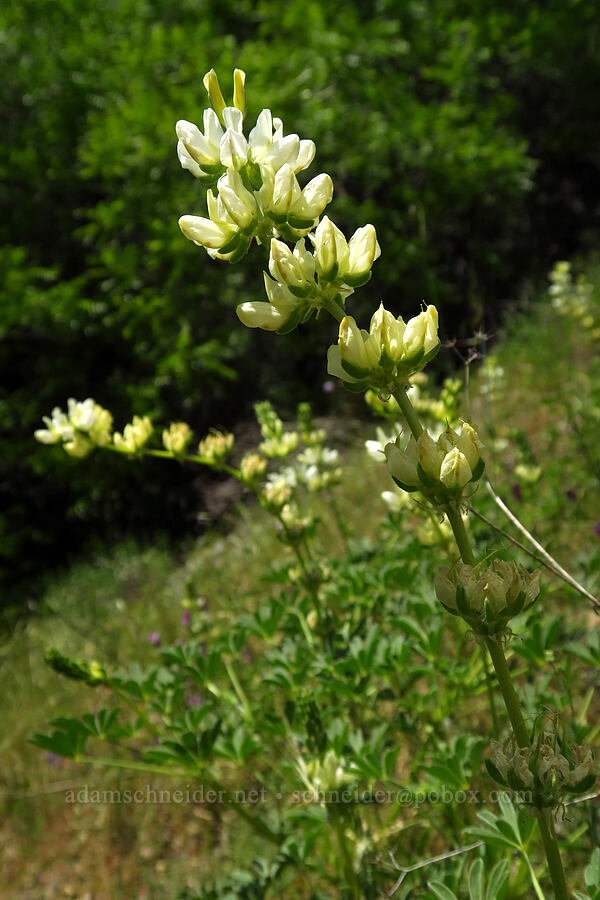 chick lupine (Lupinus microcarpus) [Bucks Bar Road, El Dorado County, California]
