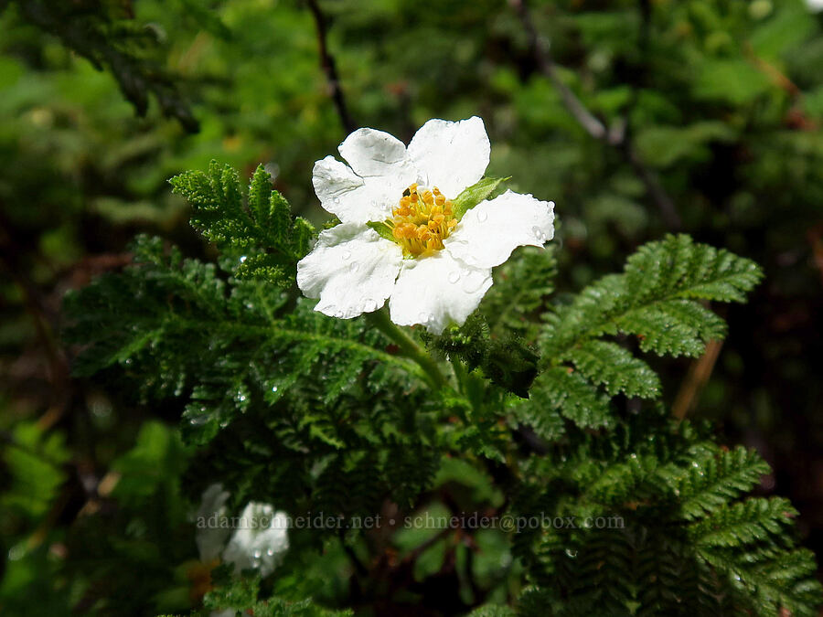 mountain misery (Chamaebatia foliolosa) [Fleming Meadow, Eldorado National Forest, El Dorado County, California]