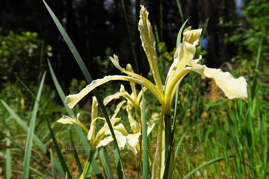 Hartweg's iris (Iris hartwegii) [Fleming Meadow, Eldorado National Forest, El Dorado County, California]