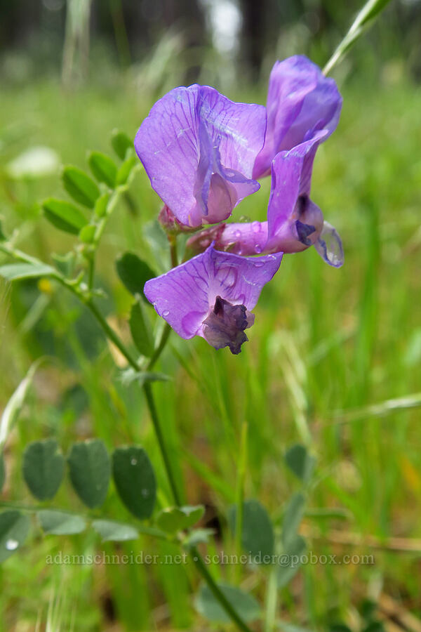 American vetch (Vicia americana) [Fleming Meadow, Eldorado National Forest, El Dorado County, California]