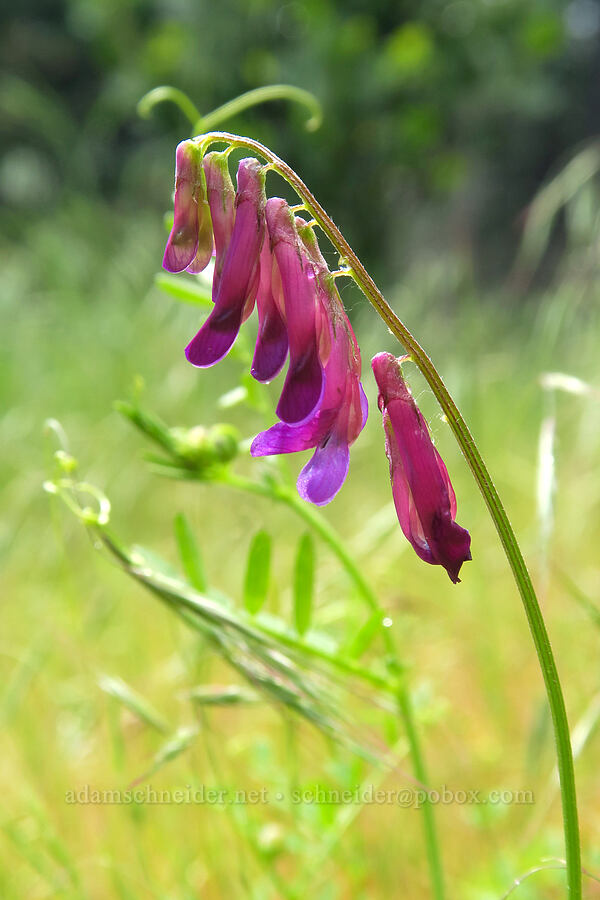 hairy vetch (Vicia villosa) [Fleming Meadow, Eldorado National Forest, El Dorado County, California]