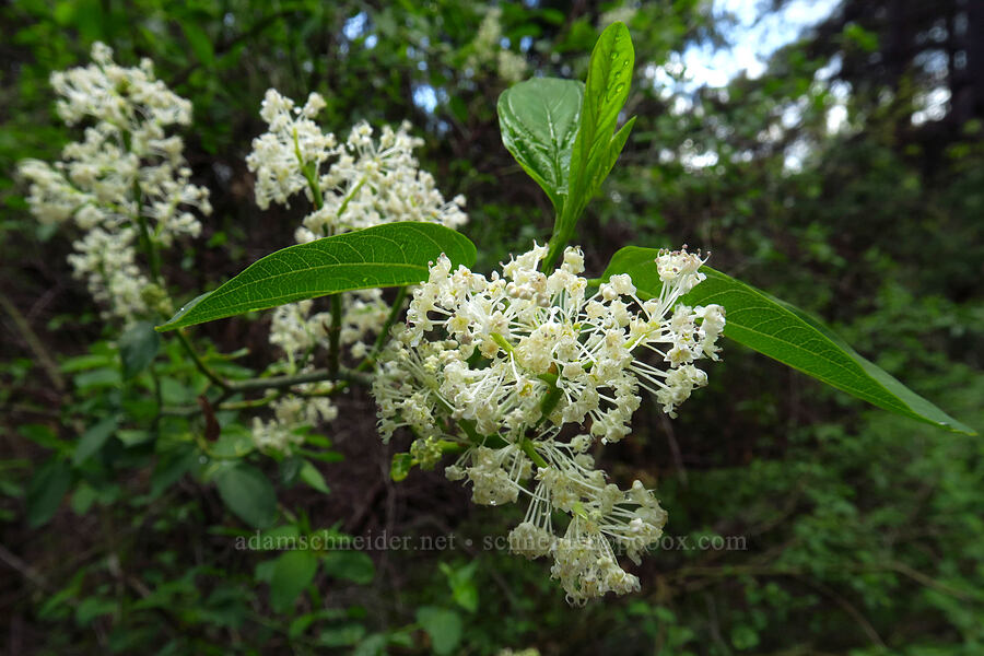 ceanothus (Ceanothus sp.) [Fleming Meadow, Eldorado National Forest, El Dorado County, California]