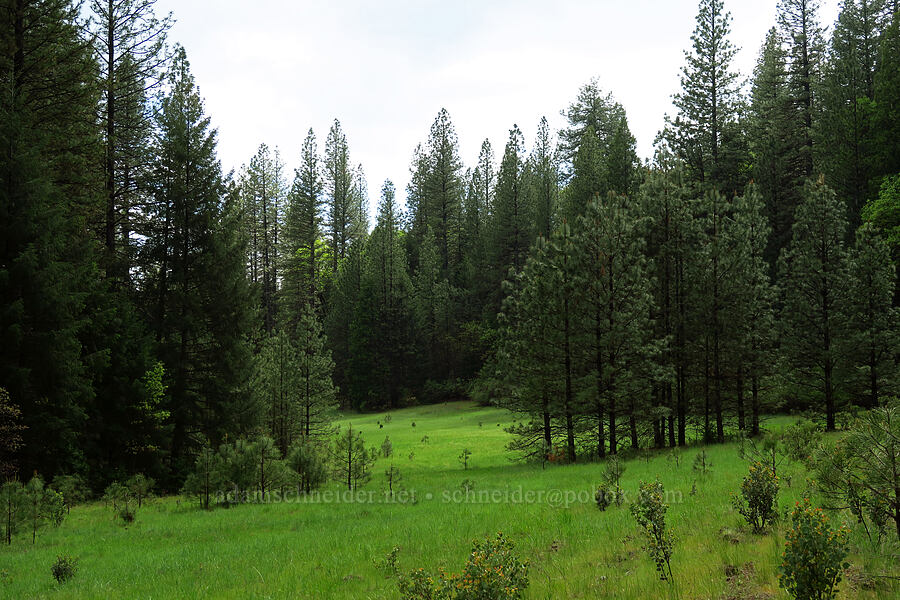 Fleming Meadow [Fleming Meadow, Eldorado National Forest, El Dorado County, California]
