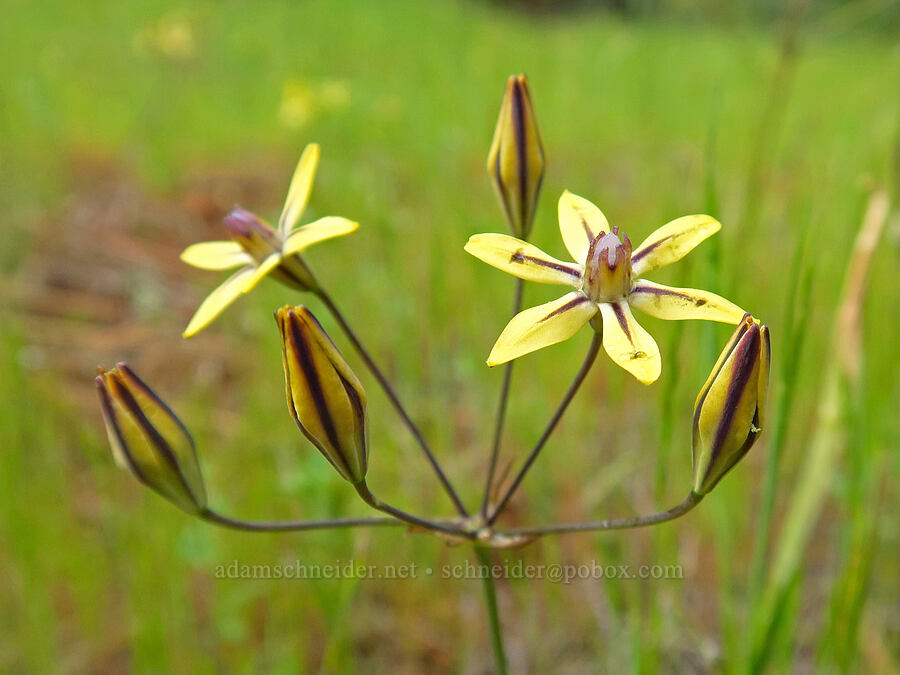 mountain pretty-face (Triteleia ixioides ssp. anilina) [Fleming Meadow, Eldorado National Forest, El Dorado County, California]