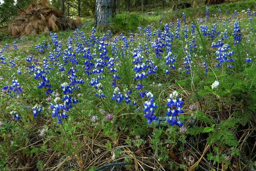 sky lupines (Lupinus nanus) [Ice House Road, Eldorado National Forest, El Dorado County, California]
