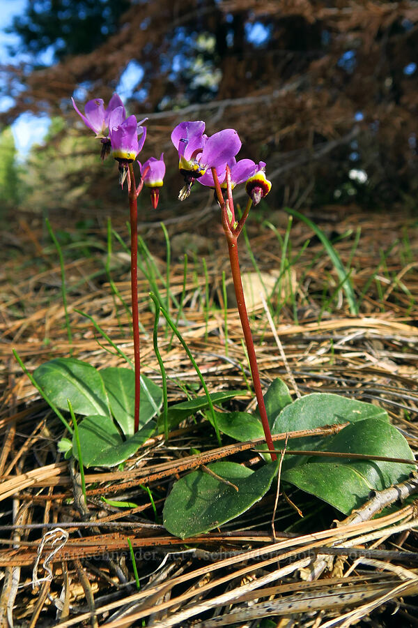 Henderson's shooting stars (Dodecatheon hendersonii (Primula hendersonii)) [Telephone Ridge, Eldorado National Forest, El Dorado County, California]