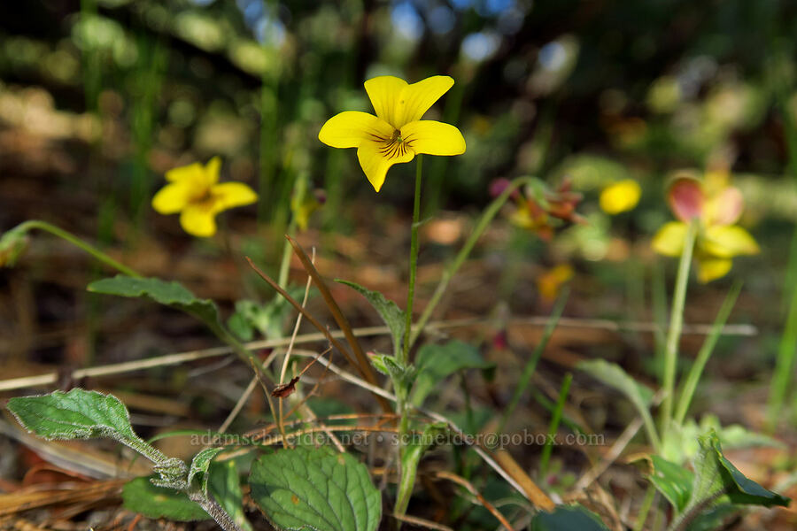 goose-foot violet (Viola purpurea) [Telephone Ridge, Eldorado National Forest, El Dorado County, California]
