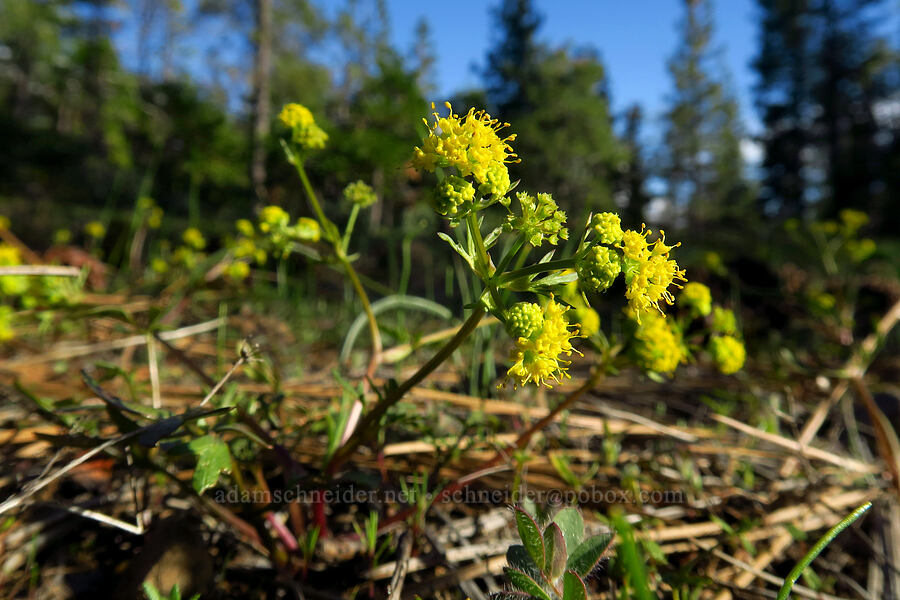 turkey pea (tuberous sanicle) (Sanicula tuberosa) [Telephone Ridge, Eldorado National Forest, El Dorado County, California]