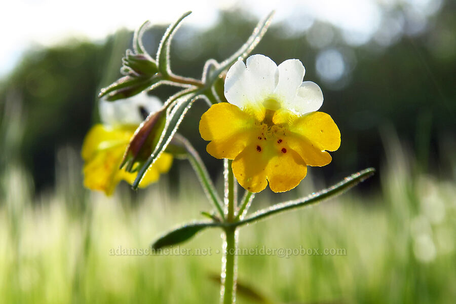 yellow-and-white monkeyflower (Erythranthe bicolor (Mimulus bicolor)) [Telephone Ridge, Eldorado National Forest, El Dorado County, California]