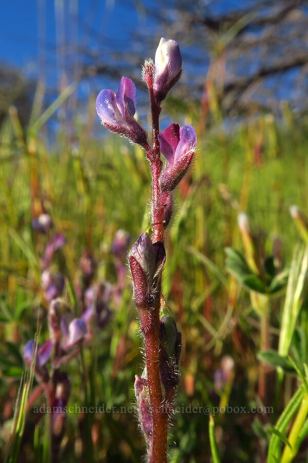 bajada lupine (Lupinus concinnus) [Telephone Ridge, Eldorado National Forest, El Dorado County, California]