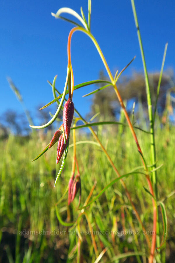 glandular clarkia, budding (Clarkia arcuata) [Telephone Ridge, Eldorado National Forest, El Dorado County, California]