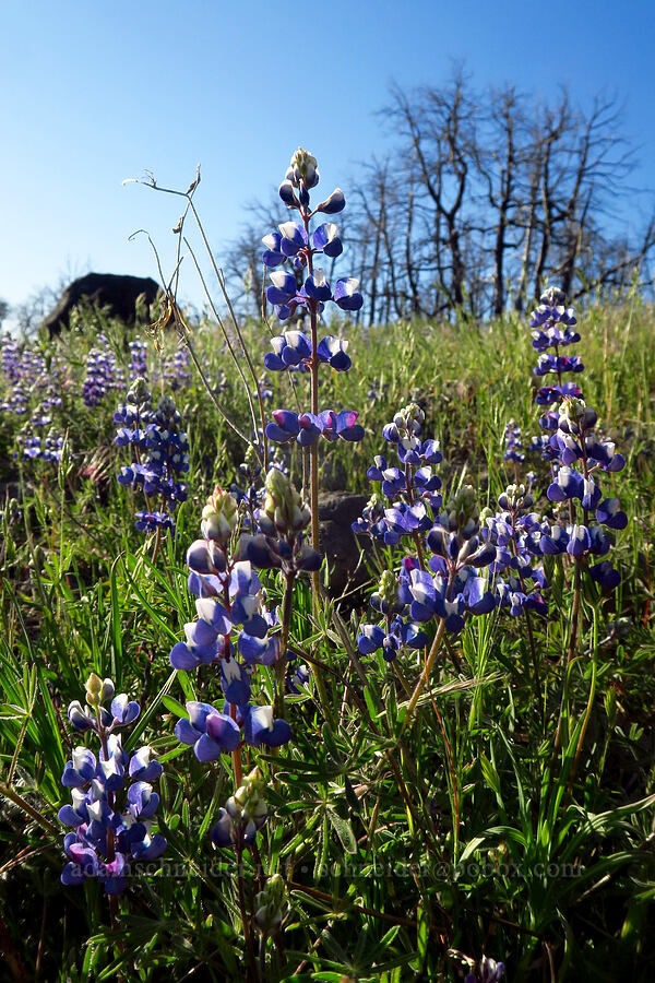 sky lupines (Lupinus nanus) [Telephone Ridge, Eldorado National Forest, El Dorado County, California]