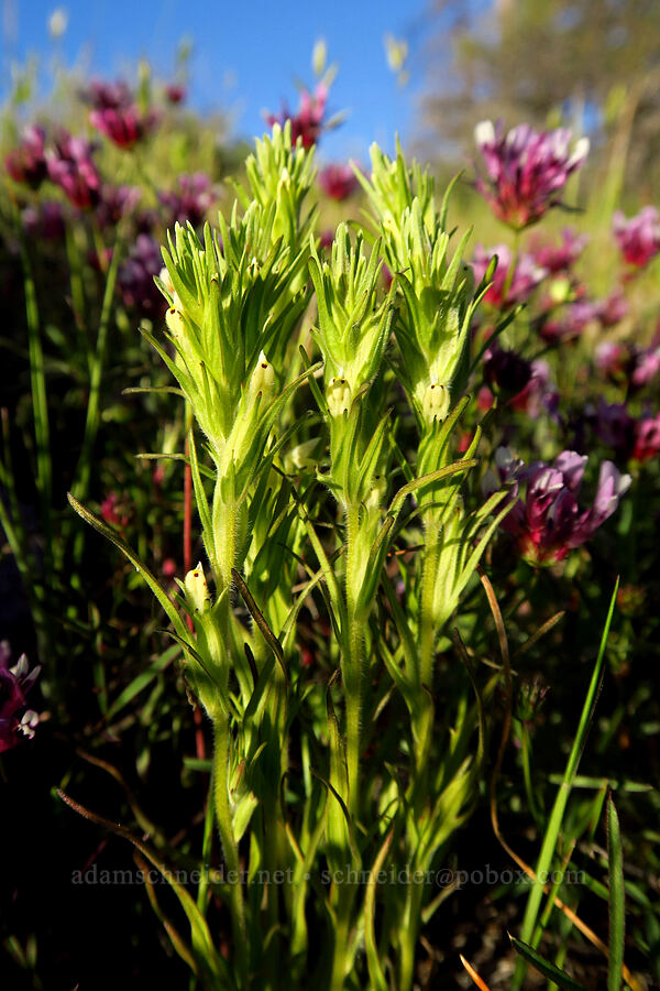 narrow-leaf owl's-clover (valley tassels) (Castilleja attenuata (Orthocarpus attenuatus)) [Telephone Ridge, Eldorado National Forest, El Dorado County, California]