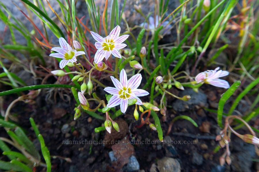 three-leaved lewisia (Lewisia triphylla) [Telephone Ridge, Eldorado National Forest, El Dorado County, California]