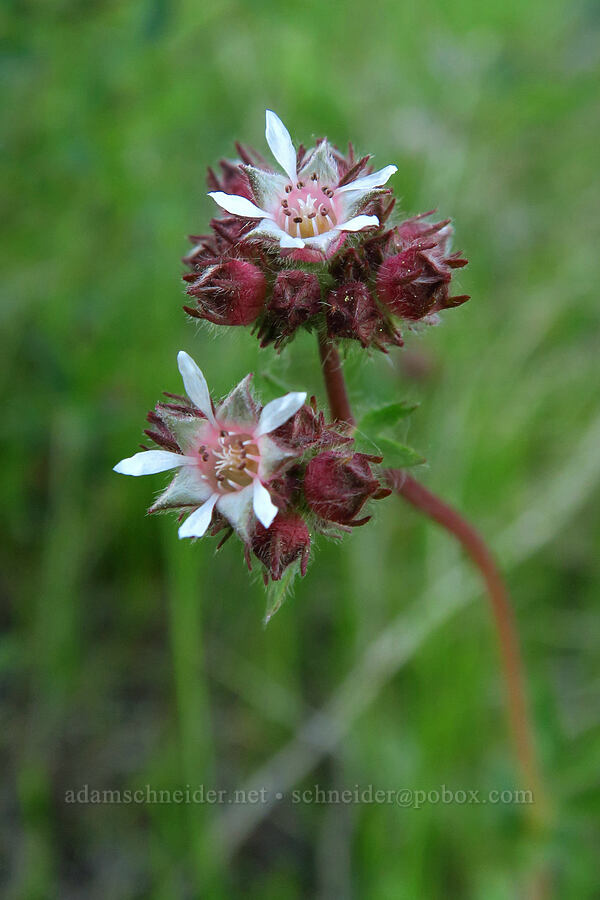 three-toothed horkelia (Horkelia tridentata) [Telephone Ridge, Eldorado National Forest, El Dorado County, California]