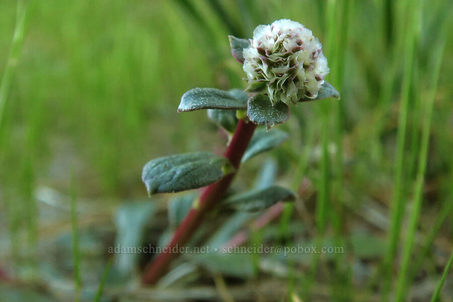 one-seeded pussypaws (Calyptridium monospermum (Cistanthe monosperma)) [Telephone Ridge, Eldorado National Forest, El Dorado County, California]