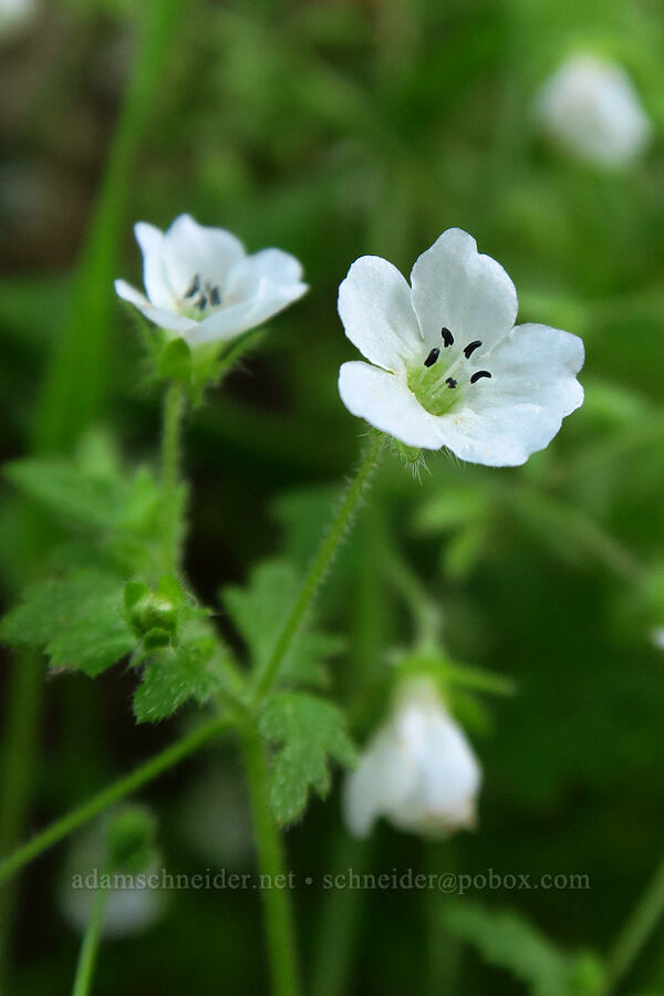 canyon nemophila (Nemophila heterophylla) [Cleveland Corral, Eldorado National Forest, El Dorado County, California]