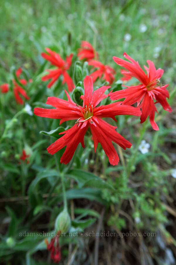 cardinal catchfly (California Indian pink) (Silene laciniata ssp. californica) [Ice House Road, Eldorado National Forest, El Dorado County, California]